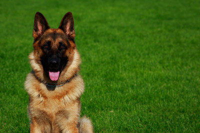 犬种德国牧羊犬