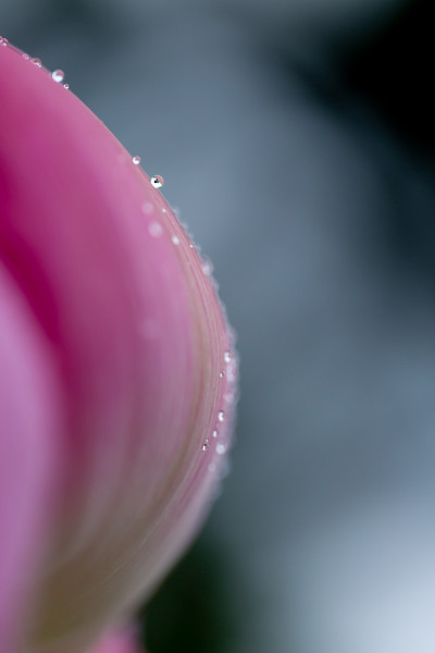 莲花