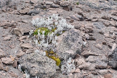 卡扬贝火山上的苔藓