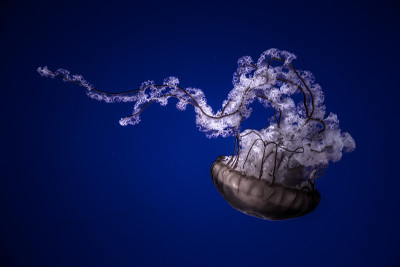 水母