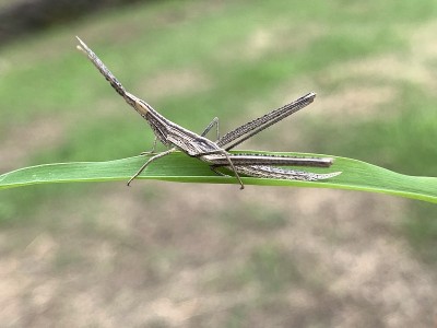 东方精明的蝗虫