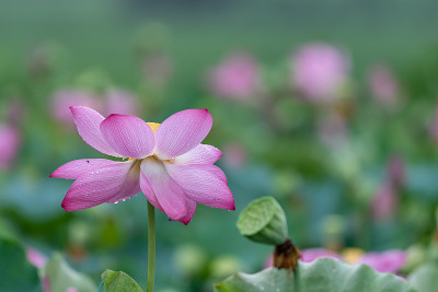 在雨天的田野里，粉红色的荷花缀满了雨滴
