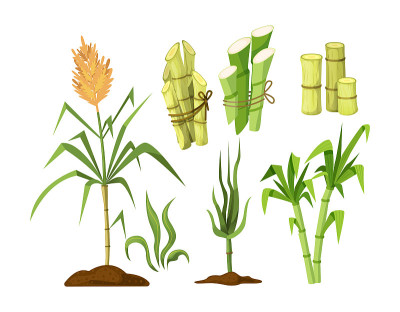 新鲜甘蔗糖与茎叶植物固定。甘蔗、甘蔗糖块、竹子。天然有机酒精工业食品卡通