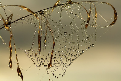 web在露水