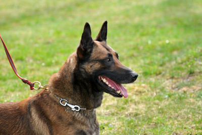 警犬