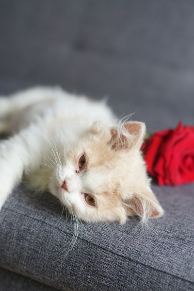情人节的小猫