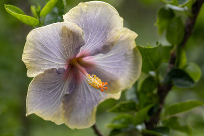 靠近美丽的芙蓉花在花园里。