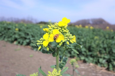 油菜田，油菜花和蜜蜂