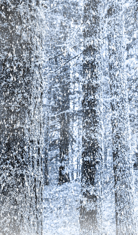 森林景观与大雪