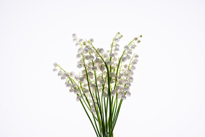 百合的叶子和花束孤立在白色的背景上
