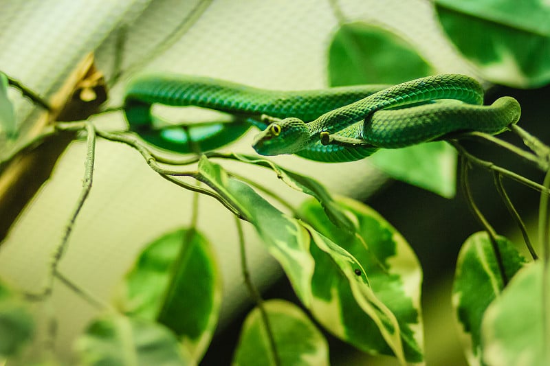 大眼绿Pitviper (Trimeresurus macrops)东南亚特有的种