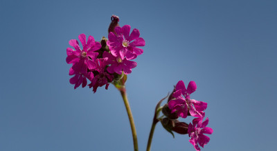 花在夏天