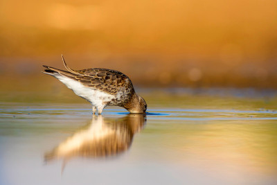 水鸟和五彩缤纷的大自然背景。常见的水鸟:鹬。Calidris ferruginea。