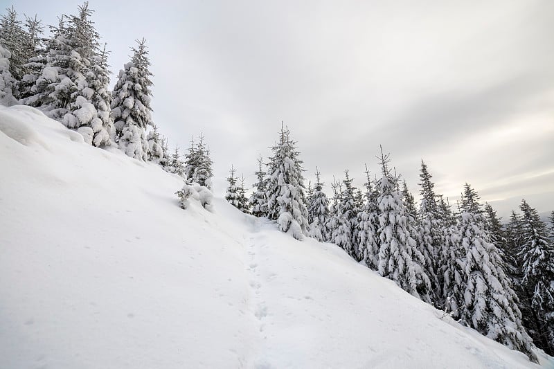 美丽的冬季山地景观。高大的墨绿色云杉覆盖着雪峰和多云的天空背景。