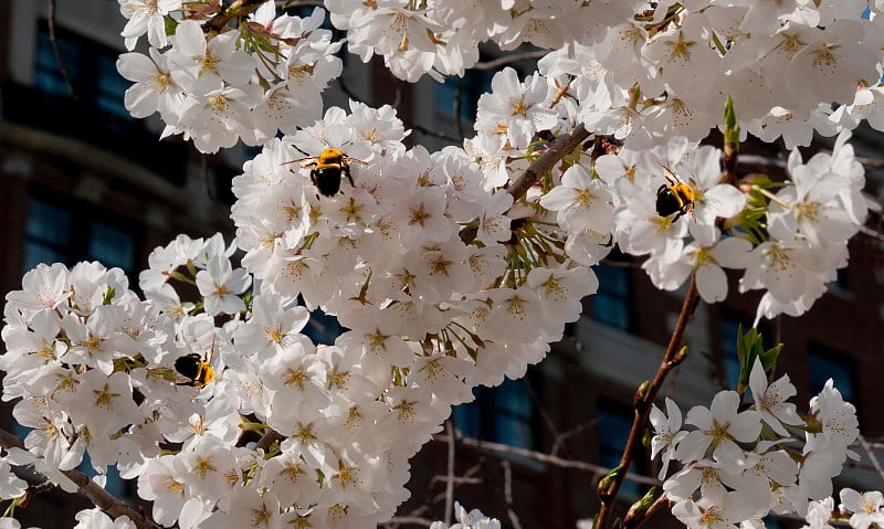 蜜蜂和花