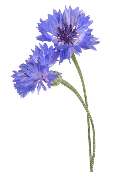 花孤立