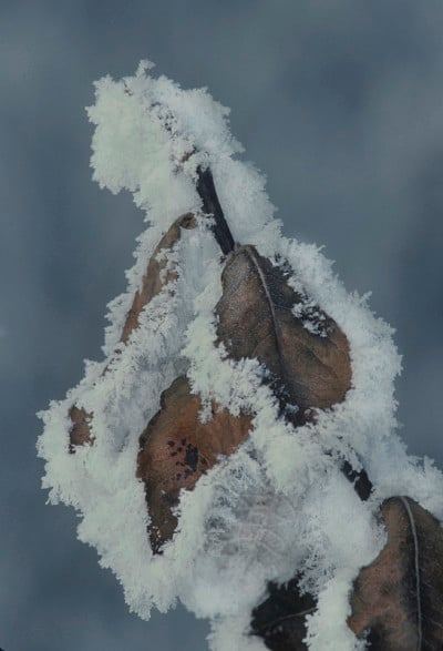 Rime