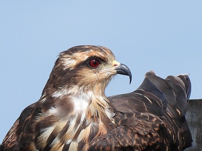 蜗牛风筝(Rostrhamus sociabilis)躺下，背景是晴朗的蓝天