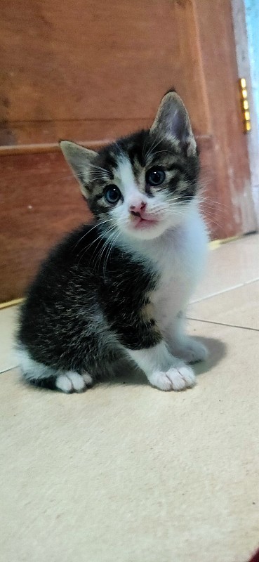 可爱的黑猫