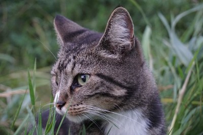家猫