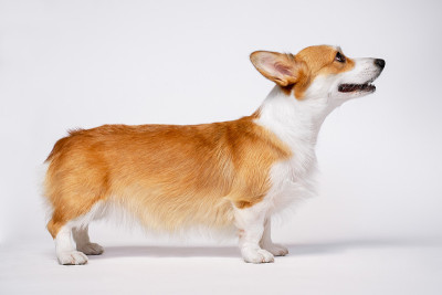 温顺的威尔士柯基犬彭布罗克站在白色的背景上。不分离