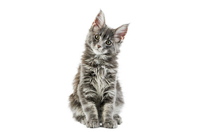 缅因猫，孤独