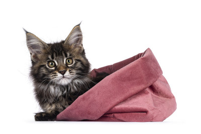 可爱的黑色虎斑缅因猫在白色