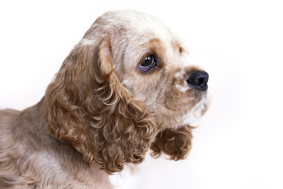 幼犬美国可卡犬品种