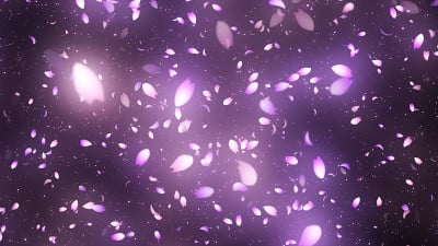 樱花花瓣