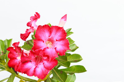 杜鹃花的花