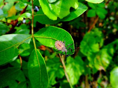昆虫臭虫