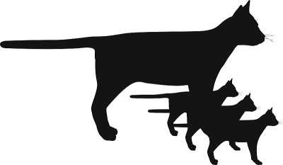 猫的轮廓