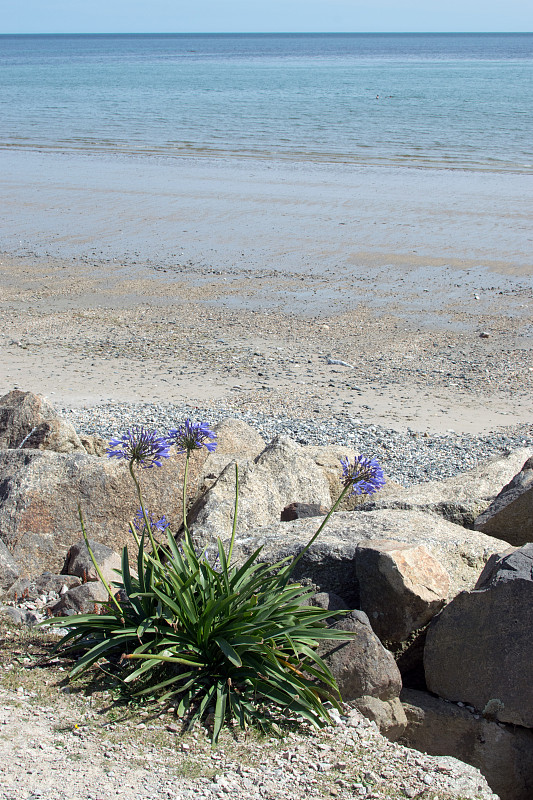 海边的Agapanthus in Bloom