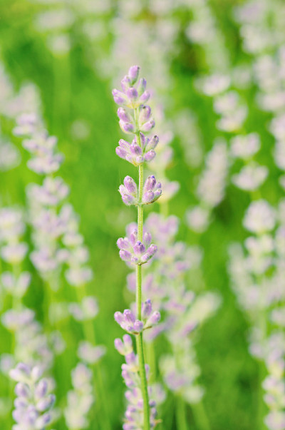 薰衣草花