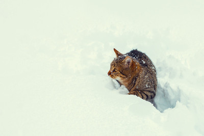 猫在雪