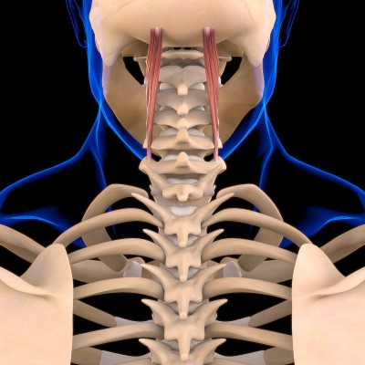 医学概念3D的颈半棘肌解剖