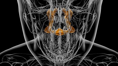 人类骨骼颚骨解剖3D