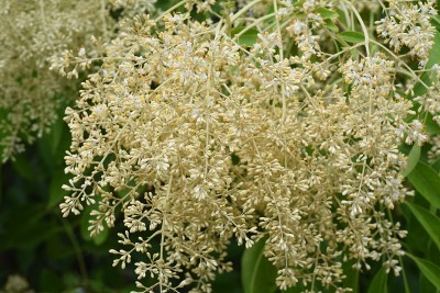 格里菲斯的白蜡树(Fraxinus griffithii)花。