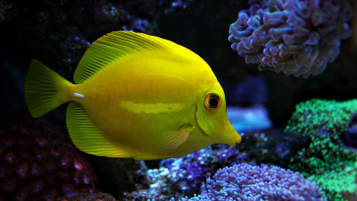 珊瑚礁水族馆的黄汤