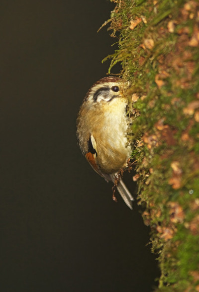 Rufous-winged Fulvetta