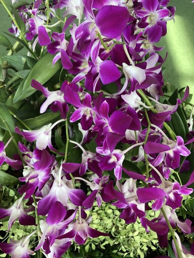 画上热带花卉，花园里的植物，盛开的兰花