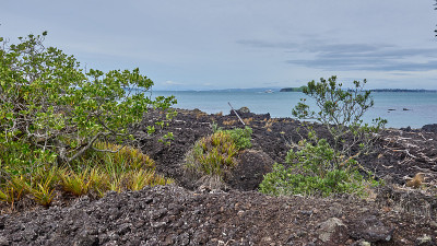 从新西兰Rangitoto岛靠近Rangitoto码头的海岸轨道上观看
