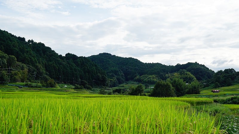 日本奈良市明日香稻田的一丛孤挺花节