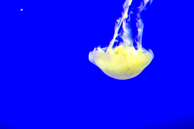 水母