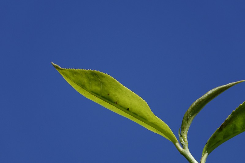 高原的绿茶嫩芽和嫩叶