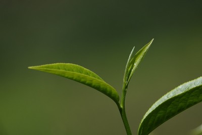 高原的绿茶嫩芽和嫩叶