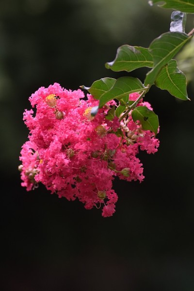 紫薇花。