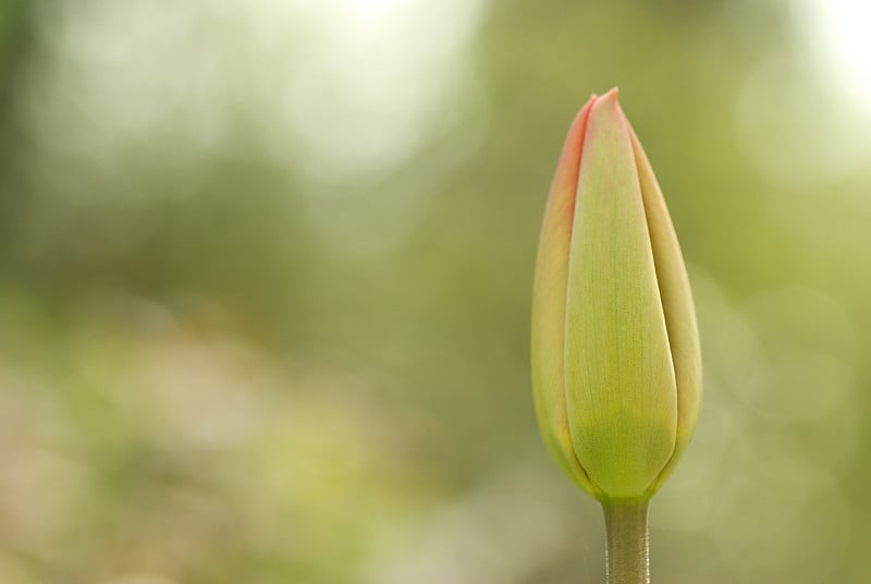 郁金香芽