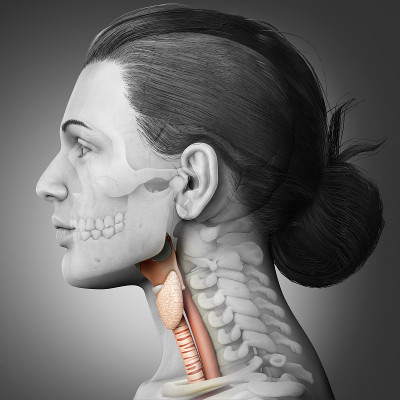 3d渲染医学上准确的女性喉解剖说明