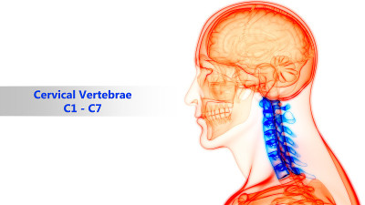 人体骨骼系统解剖学中的脊柱、颈椎